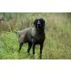 Blaser Hundeponcho HunTec Camo S