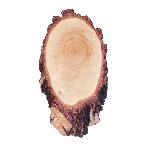 Fritzmann Geweihbrett aus Birke für Hirsch Trophäen 45x20 cm