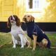 Siccaro Hundebademantel Supreme 2.0 Blue Granite 70