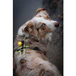 Orbiloc LED-Sicherheitslicht Dog Dual Gelb