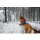 Orbiloc LED-Sicherheitslicht Dog Dual Blau