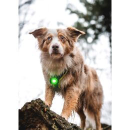 Orbiloc LED-Sicherheitslicht Dog Dual Grün