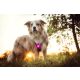 Orbiloc LED-Sicherheitslicht Dog Dual Pink