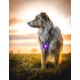 Orbiloc LED-Sicherheitslicht Dog Dual Lila