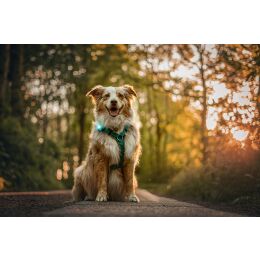Orbiloc LED-Sicherheitslicht Dog Dual Trkis