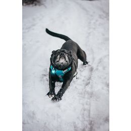 Orbiloc LED-Sicherheitslicht Dog Dual Trkis