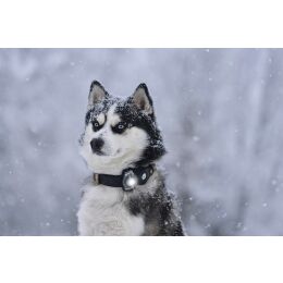 Orbiloc LED-Sicherheitslicht Dog Dual Dark