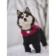 Orbiloc LED-Sicherheitslicht Dog Dual Dark