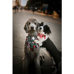Orbiloc LED-Sicherheitslicht Dog Dual Twin Pack