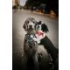 Orbiloc LED-Sicherheitslicht Dog Dual Twin Pack