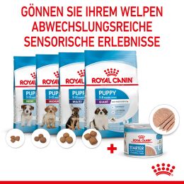 ROYAL CANIN Nassfutter Starter Mousse f&uuml;r tragende H&uuml;ndinnen und Welpen von der 3. - 8. Woche 12x195 g