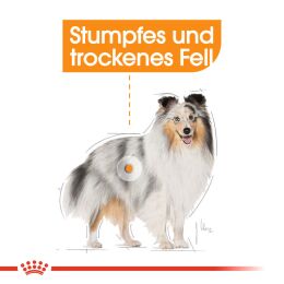 ROYAL CANIN Nassfutter Coat Care f&uuml;r gl&auml;nzendes Fell 12x85 g