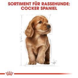 ROYAL CANIN Cocker Trockenfutter Welpen 3 Kg