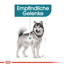 ROYAL CANIN Gro&szlig;e Hunde Trockenfutter Joint Care f&uuml;r empfindliche Gelenke 10 Kg