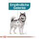 ROYAL CANIN Große Hunde Trockenfutter Joint Care für empfindliche Gelenke 10 Kg