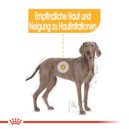 ROYAL CANIN Gro&szlig;e Hunde Trockenfutter Dermacomfort Maxi f&uuml;r empfindliche Haut