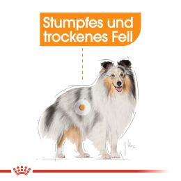 ROYAL CANIN Kleine Hunde Trockenfutter Coat Care f&uuml;r gl&auml;nzendes Fell 3 Kg
