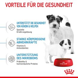 ROYAL CANIN Kleine Hunde Trockenfutter Mini Starter f&uuml;r tragende H&uuml;ndin und Welpen ab der 3. - 8. Woche 4 Kg