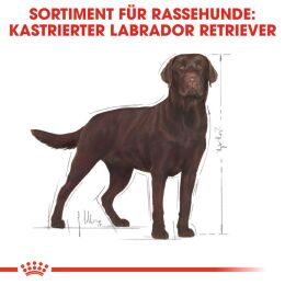 ROYAL CANIN Labrador Retriever Trockenfutter Adult f&uuml;r kastrierte Hunde 12 Kg