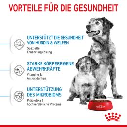 ROYAL CANIN Mittelgro&szlig;e Hunde Trockenfutter Medium Starter f&uuml;r tragende H&uuml;ndin und Welpen 15 Kg