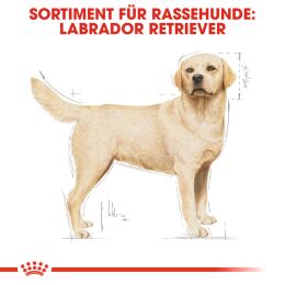 ROYAL CANIN Labrador Retriever Trockenfutter Adult 3 Kg