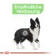 ROYAL CANIN Mittelgroße Hunde Trockenfutter Digestive Care Medium für empfindliche Verdauung 12 Kg