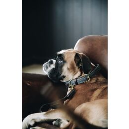 Kentucky Dogwear Hundehalsband gekn&uuml;pftes Nylon Grau M/L 58cm