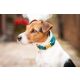 Kentucky Dogwear Hundehalsband Velvet Blaugrün M36-52cm