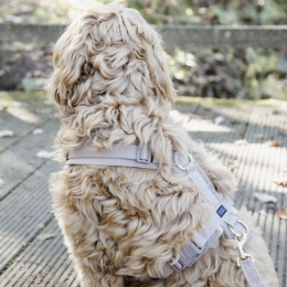 Kentucky Dogwear Hundegeschirr Aktiv Velvet Beige XL 48-70cm