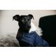 Kentucky Dogwear Hundemantel Pearls Blau M 46cm