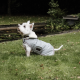 Kentucky Dogwear Hundemantel Waterproof 160g Dusty Blue XS 31cm
