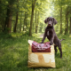 Essential Foods Essential The Beginning Large Breed
