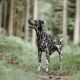 Hunter Hunde Geschirr Divo