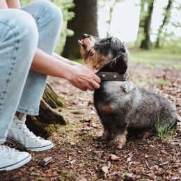 Hunter Hunde Halsband M&uuml;nchen