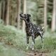 Hunter Hunde Geschirr Divo Braun/Grau 34-47 cm/XS