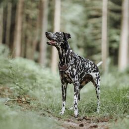 Hunter Hunde Geschirr Divo Braun/Grau 72-100 cm/L