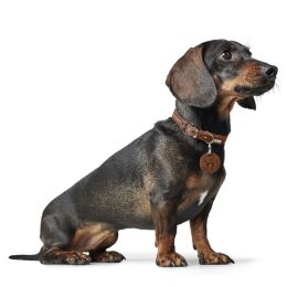 Hunter Hunde Halsband Aalborg Style Cognac 27 cm/XXS-XS