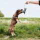 Hunter Hunde Halsband Aalborg Style Cognac 32 cm/XS