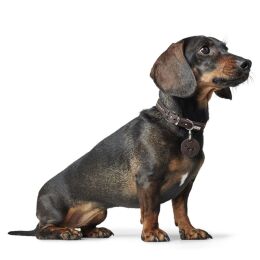 Hunter Hunde Halsband Aalborg Style Dunkelbraun 37 cm/XS-S