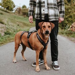 Hunter Hunde Sicherheitsgeschirr Maldon Schwarz/Grau 53-71 cm/M
