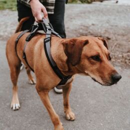 Hunter Hunde Sicherheitsgeschirr Maldon Schwarz/Grau 53-71 cm/M