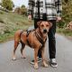 Hunter Hunde Sicherheitsgeschirr Maldon Schwarz/Grau 53-71 cm/M
