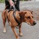 Hunter Hunde Sicherheitsgeschirr Maldon Schwarz/Grau 53-71 cm/M