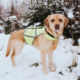 Hunter Hunde Warnweste reflektierend Gelb S