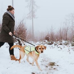 Hunter Hunde Warnweste reflektierend Gelb S
