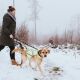 Hunter Hunde Warnweste reflektierend Gelb S