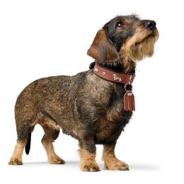 Hunter Hunde Halsband Teckel M&uuml;nchen Cognac/Schwarz 42 cm/S