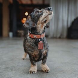 Hunter Hunde Halsband Teckel M&uuml;nchen Cognac/Schwarz 42 cm/S