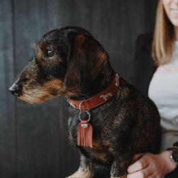 Hunter Hunde Halsband Teckel M&uuml;nchen Cognac/Schwarz 42 cm/S