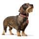 Hunter Hunde Halsband Teckel München Cognac/Schwarz 42 cm/S